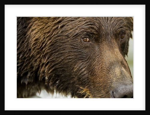Brown Bear, Katmai National Park, Alaska by Anonymous