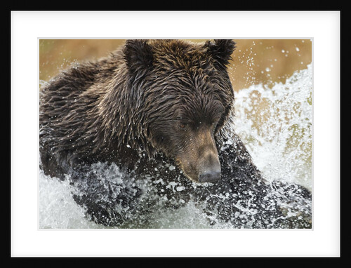 Brown Bear, Katmai National Park, Alaska by Anonymous