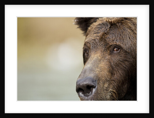 Brown Bear, Katmai National Park, Alaska by Anonymous