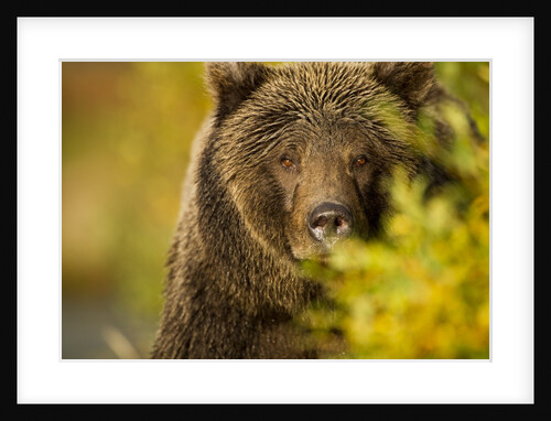 Brown Bear, Katmai National Park, Alaska by Anonymous