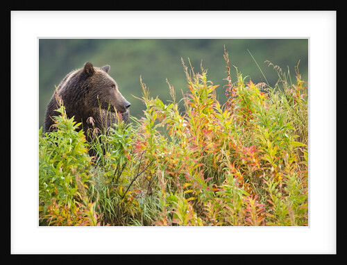 Brown Bear, Katmai National Park, Alaska by Anonymous
