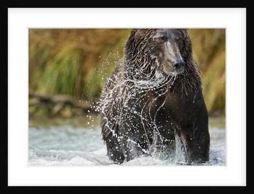 Brown Bear, Katmai National Park, Alaska by Anonymous