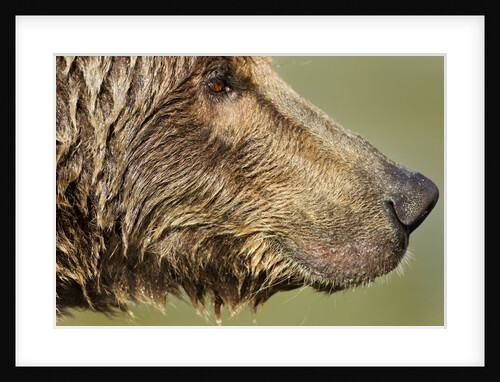 Brown Bear, Katmai National Park, Alaska by Anonymous