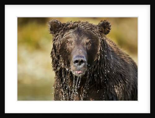 Brown Bear, Katmai National Park, Alaska by Anonymous