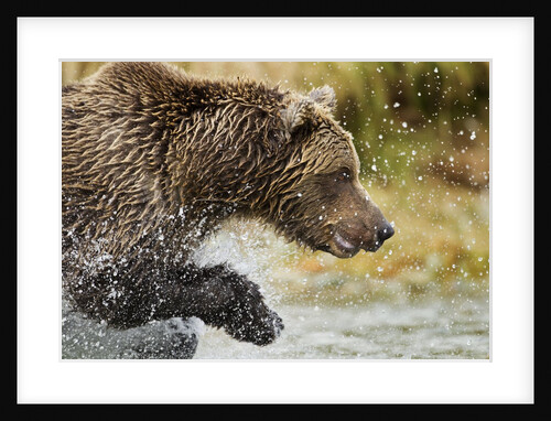 Brown Bear, Katmai National Park, Alaska by Anonymous