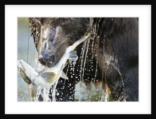 Brown Bear, Katmai National Park, Alaska by Anonymous