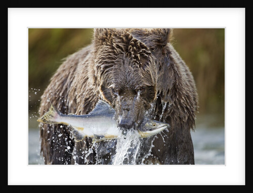 Brown Bear, Katmai National Park, Alaska by Anonymous