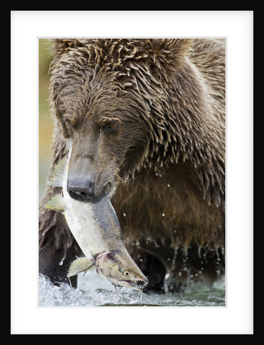 Brown Bear, Katmai National Park, Alaska by Anonymous