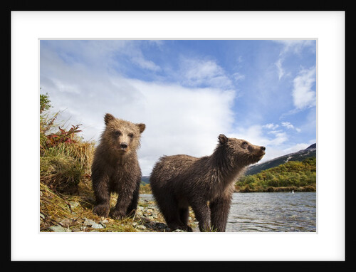 Brown Bear, Katmai National Park, Alaska by Anonymous