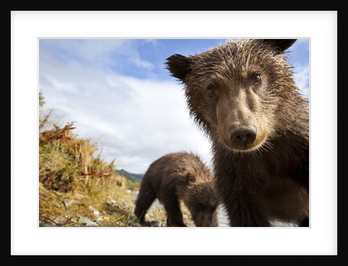 Brown Bear Cubs, Katmai National Park, Alaska by Anonymous