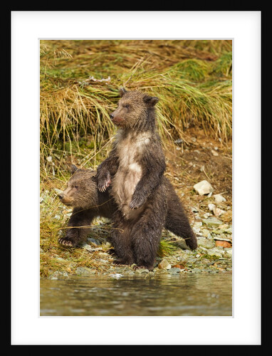 Brown Bear Cubs, Katmai National Park, Alaska by Anonymous