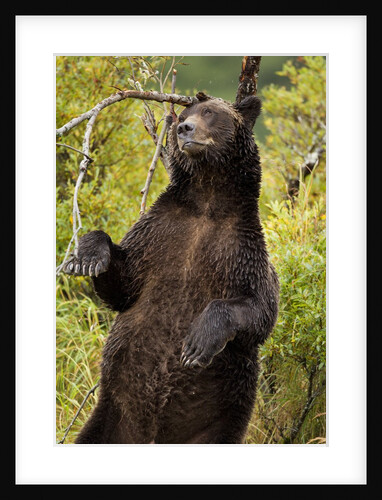 Brown Bear, Katmai National Park, Alaska by Anonymous