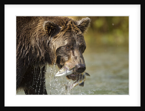 Brown Bear, Katmai National Park, Alaska by Anonymous