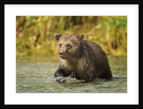 Brown Bear, Katmai National Park, Alaska by Anonymous