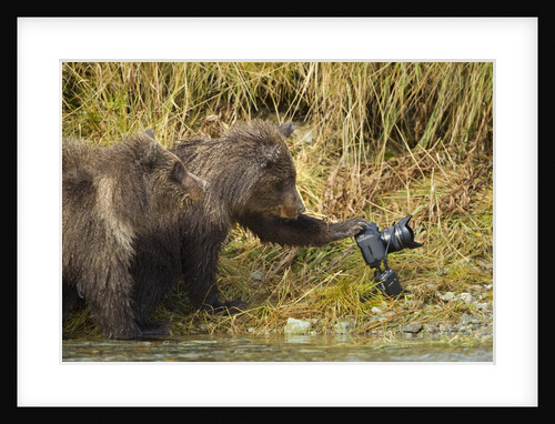 Brown Bear, Katmai National Park, Alaska by Anonymous