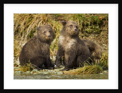 Brown Bear, Katmai National Park, Alaska by Anonymous