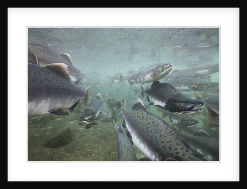 Spawning Salmon, Katmai National Park, Alaska by Anonymous