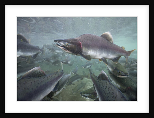 Spawning Salmon, Katmai National Park, Alaska by Anonymous