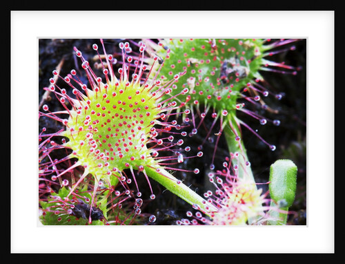 Round Leaved Sundew by Anonymous