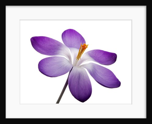 Crocus vernus, Giant Spring Crocus by Anonymous