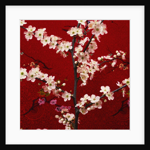 Prunus, Cherry Tree by Anonymous