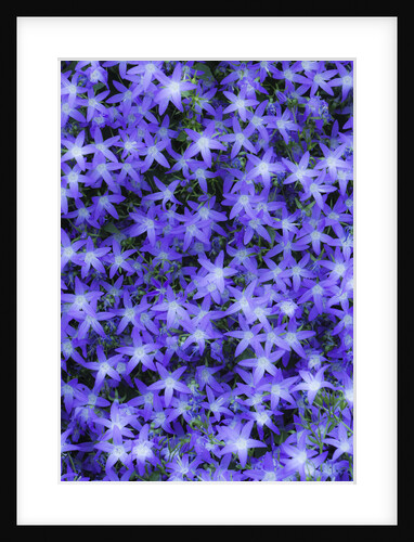 Campanula poscharskyana, Bellflower by Anonymous