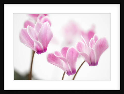 Cyclamen 'Alpine Violet' by Anonymous