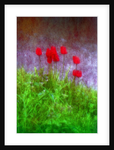 Red tulips by Anonymous