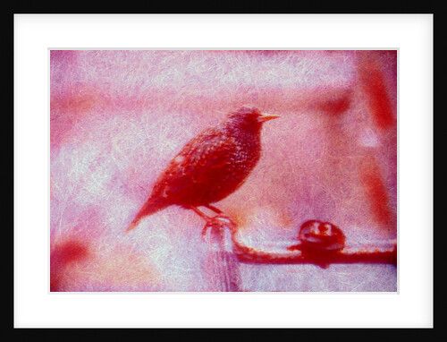 Bird on bicycle handlebar by Anonymous