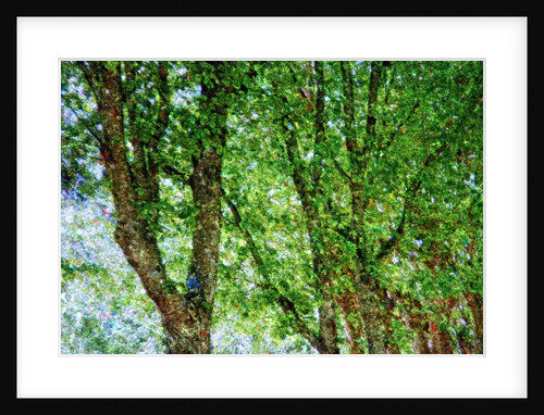 Trees by Anonymous