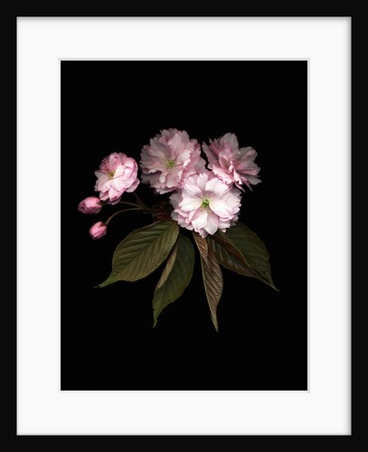 Prunus cerasus, Sour Cherry by Anonymous