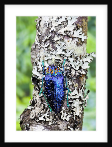 Jewel Beetle from Madigascar Polybothris sumptuosa gema on lichen covered branch by Anonymous