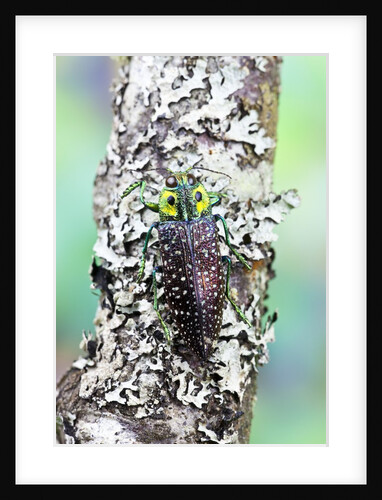 Jewel Beetle Lampropepla rothschildi with false eyes climbing up a lichen covered branch by Anonymous