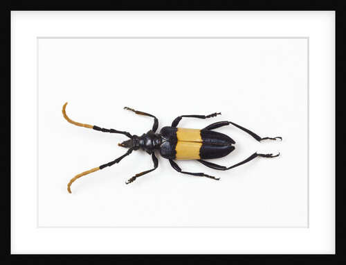 Pachyteria sumatrana long horn beetle by Anonymous