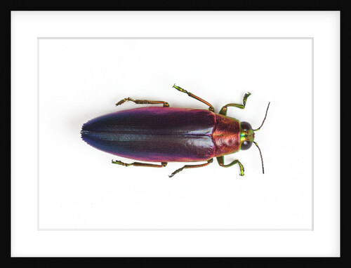 Jewel Beetle Chrysochroa fulminanas nishiyanai close-up as viewed from above by Anonymous