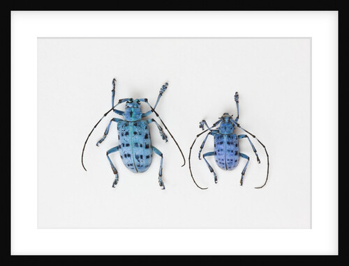 Horned Beetle Pseudomyagrus waterhousei in light blue coloration larger female and smaller male by Anonymous