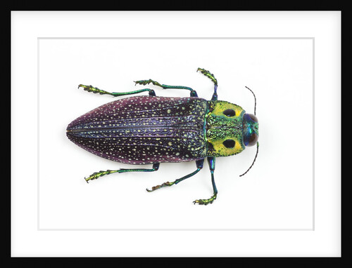 Jewel Beetle Lampropepla rothschildi with false eyes by Anonymous