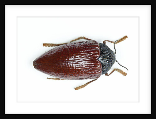 Jewel beetle Sternocera hildebrandti close-up details by Anonymous