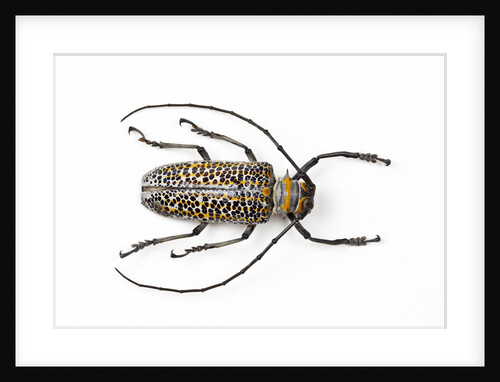 Horned beetle Rosenbergia straussi close-up view by Anonymous