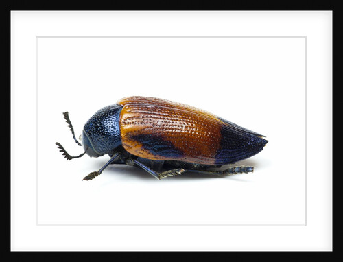 Jewel beetle Sternocera hunteri close-up side view by Anonymous