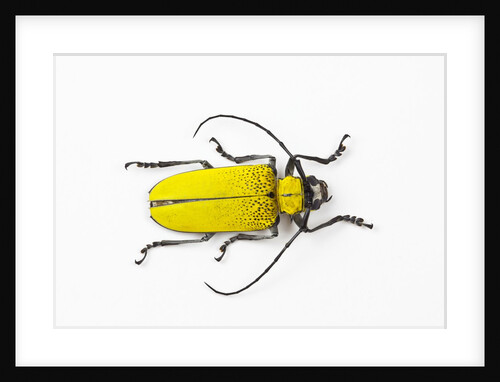 Horn Beetle Celosterna pollinosa by Anonymous