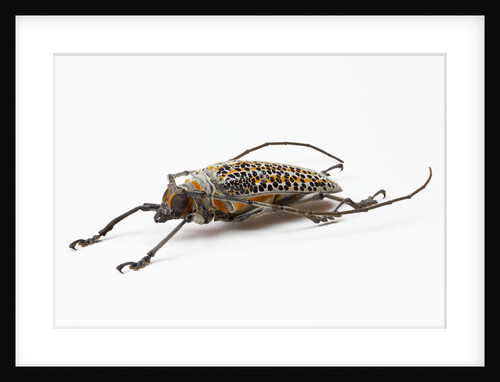 Male long horn beetle Rosenbergia straussi side view by Anonymous