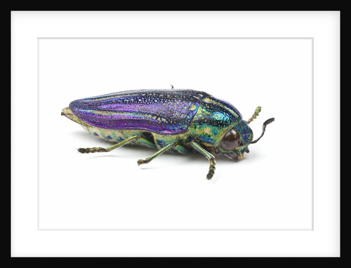Jewel Beetle Amblysterna natalensis close-up side view on white background by Anonymous