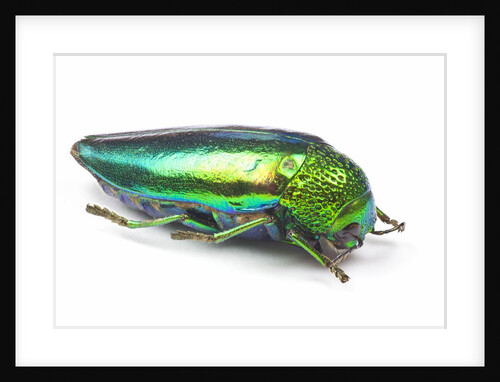 Jewel Beetle Sternocera aequisignata in bright green by Anonymous