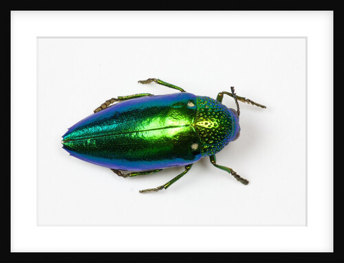 Jewel Beetle Sternocera aequisignata in bright green by Anonymous