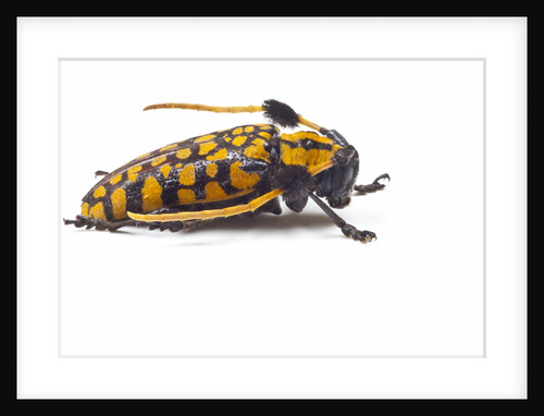 Long Horned Beetle Aristobia approximator, Male smaller and female larger by Anonymous