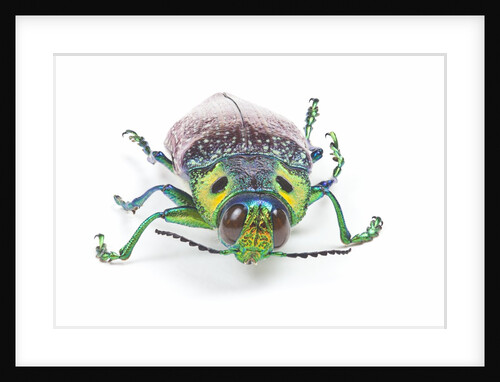 Jewel Beetle Lampropepla rothschildi with false eyes by Anonymous