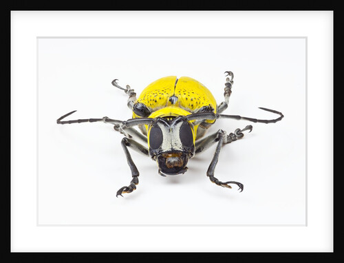 Horn Beetle Celosterna pollinosa by Anonymous