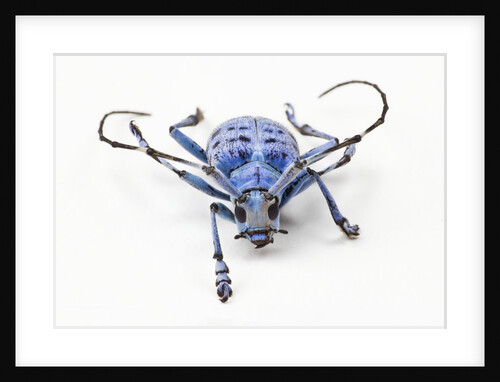 Horned Beetle Pseudomyagrus waterhousei in light blue coloration by Anonymous