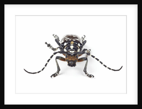 Head on view of Trenetica lacrymans a long horned beetle by Anonymous